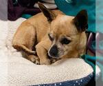 Small Chihuahua