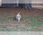 Small Photo #4 Golden Retriever Puppy For Sale in IMLAY, MI, USA
