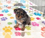 Small #2 Yorkipoo