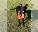 Small #1 Greyhound Mix
