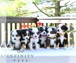 Small #1 Miniature Australian Shepherd