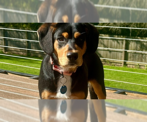 Medium Photo #7 Beagle-Unknown Mix Puppy For Sale in Springdale, PA, USA