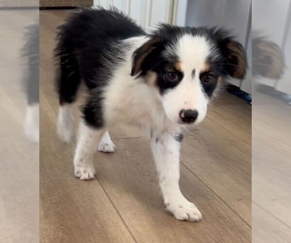 Medium Photo #4 Australian Shepherd-Unknown Mix Puppy For Sale in Newport Beach, CA, USA