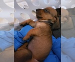 Small Photo #4 Dachshund Puppy For Sale in TALLAHASSEE, FL, USA