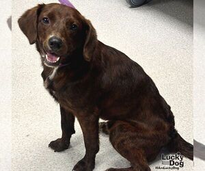 Colonial Cocker Spaniel-Unknown Mix Dogs for adoption in Washington, DC, USA