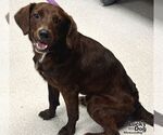 Small Colonial Cocker Spaniel Mix