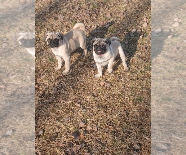 Medium Photo #1 Pug Puppy For Sale in EDGAR, WI, USA
