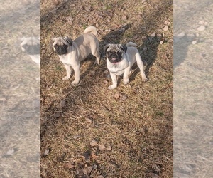 Pug Puppy for sale in EDGAR, WI, USA