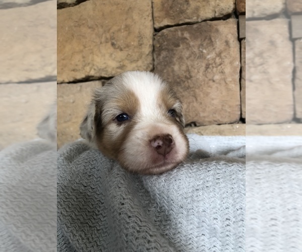 Medium Photo #2 Australian Shepherd Puppy For Sale in KODAK, TN, USA