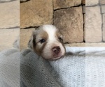 Small Photo #2 Australian Shepherd Puppy For Sale in KODAK, TN, USA
