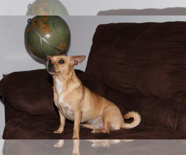 Medium Photo #5 Jack Chi Puppy For Sale in YUMA, AZ, USA