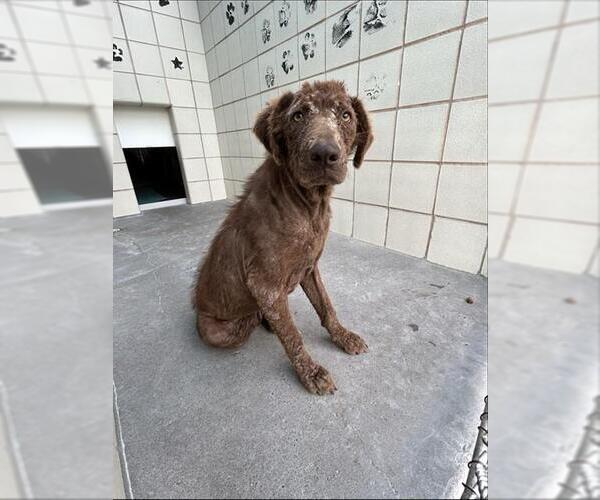 Medium Photo #1 Labrador Retriever-Unknown Mix Puppy For Sale in Corpus Christi, TX, USA