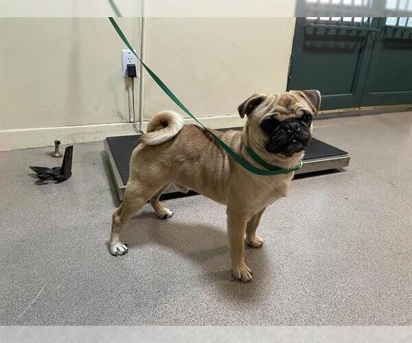 Medium Photo #1 Pug Puppy For Sale in Pasadena, CA, USA