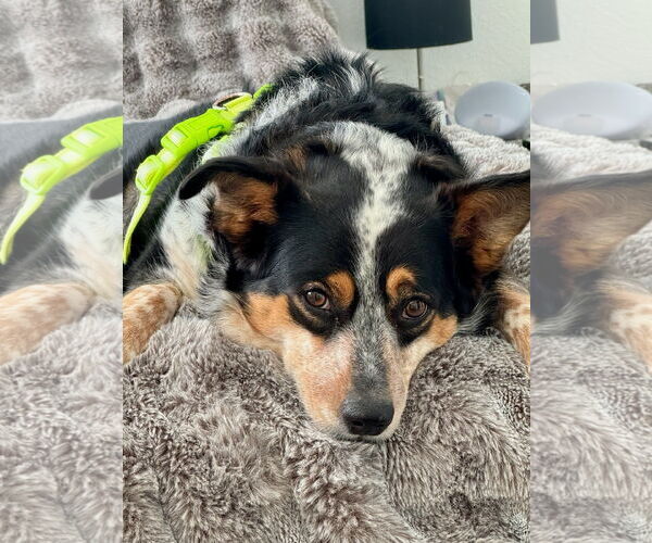 Medium Photo #3 Mutt Puppy For Sale in Winter Park, CO, USA