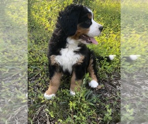 Bernese Mountain Dog Puppy for sale in MIDDLESEX, NC, USA