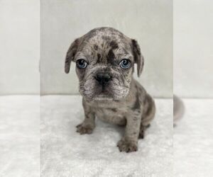 French Bulldog Puppy for sale in CHARLESTON, SC, USA