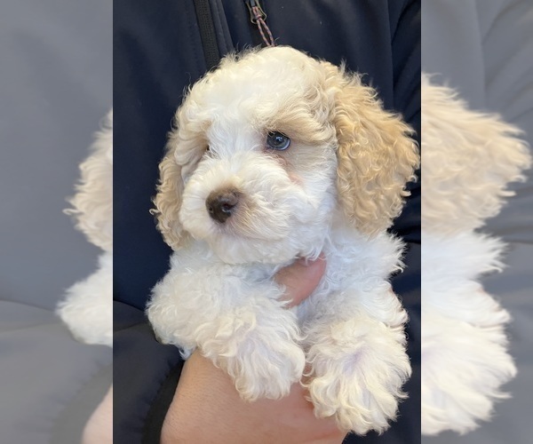 Medium Photo #1 Poochon Puppy For Sale in AUBURN, MA, USA