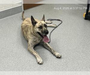 Siberian Husky-Unknown Mix Dogs for adoption in Ocala, FL, USA