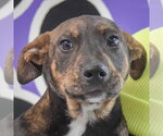 Small #5 Jack Russell Terrier Mix