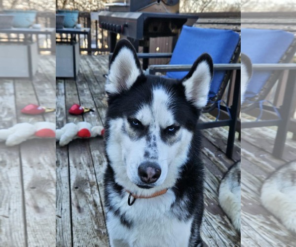 Medium Photo #13 German Shepherd Dog Puppy For Sale in Gretna, NE, USA