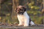 Puppy 1 Jack Russell Terrier-Shih Tzu Mix