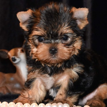 Medium Photo #1 Yorkshire Terrier Puppy For Sale in MARYSVILLE, WA, USA