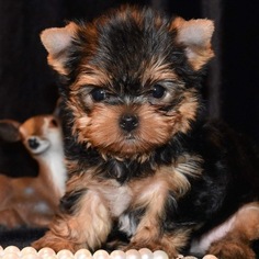 Yorkshire Terrier Puppy for sale in MARYSVILLE, WA, USA