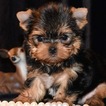 Small Photo #1 Yorkshire Terrier Puppy For Sale in MARYSVILLE, WA, USA