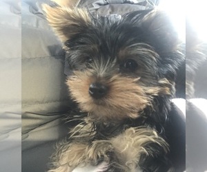 Medium Yorkshire Terrier