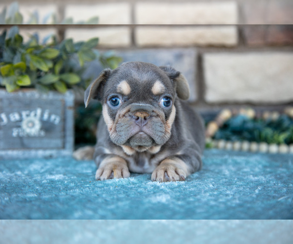 Medium Photo #1 French Bulldog Puppy For Sale in SUGARCREEK, OH, USA