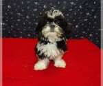 Small Photo #21 Shih Tzu Puppy For Sale in PATERSON, NJ, USA