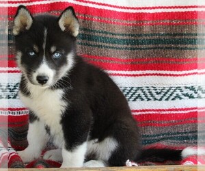 Siberian Husky Puppy for sale in FREDERICKSBURG, OH, USA