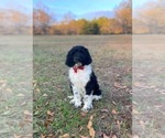 Small #9 Goldendoodle