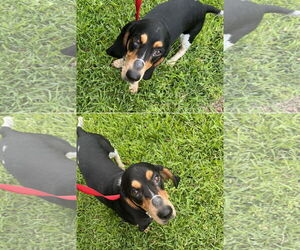 Basset Hound Dogs for adoption in Carrollton, TX, USA
