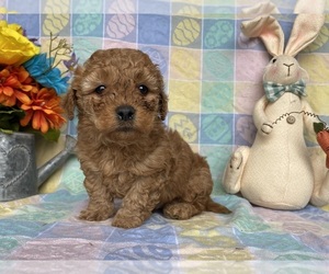 Goldendoodle (Miniature) Puppy for sale in LANCASTER, PA, USA