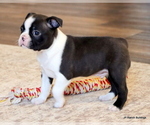Small #8 Boston Terrier