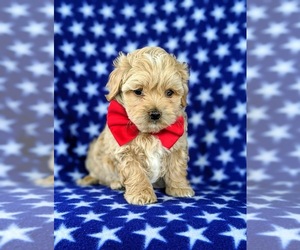 Maltipoo Puppy for sale in NOTTINGHAM, PA, USA
