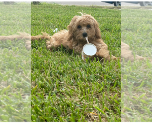 Cockapoo Puppy for sale in HOUSTON, TX, USA