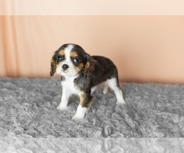 Medium Photo #2 Cavalier King Charles Spaniel Puppy For Sale in MILLERSBURG, IN, USA