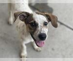 Small American Pit Bull Terrier Mix
