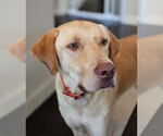 Hank - Male Labrador Retriever-Unknown Mix Dog for Adoption - Small photo