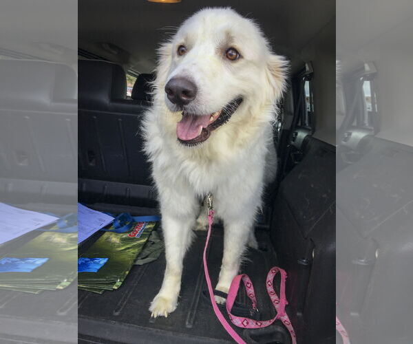 Medium Photo #5 Great Pyrenees Puppy For Sale in Bonita Springs, FL, USA
