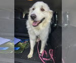 Small #4 Great Pyrenees