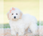 Small Photo #75 Goldendoodle (Miniature) Puppy For Sale in WARSAW, IN, USA