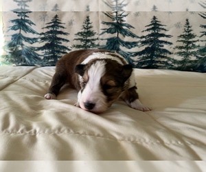 Shetland Sheepdog Puppy for sale in KINGSPORT, TN, USA