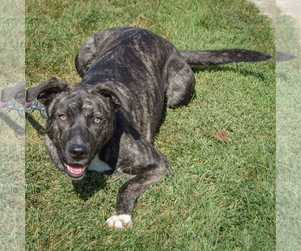 Medium Photo #5 American Staffordshire Terrier-Boxer Mix Puppy For Sale in Huntley, IL, USA
