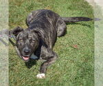 Small #4 American Staffordshire Terrier-Boxer Mix