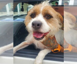Saint Bernard-Unknown Mix Dogs for adoption in Fort Lauderdale, FL, USA