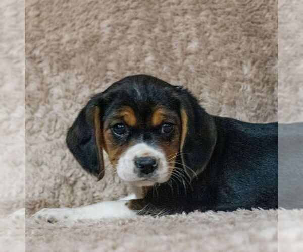 Medium Photo #1 Beaglier Puppy For Sale in READING, PA, USA