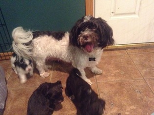 Mother of the Havanese puppies born on 05/17/2018